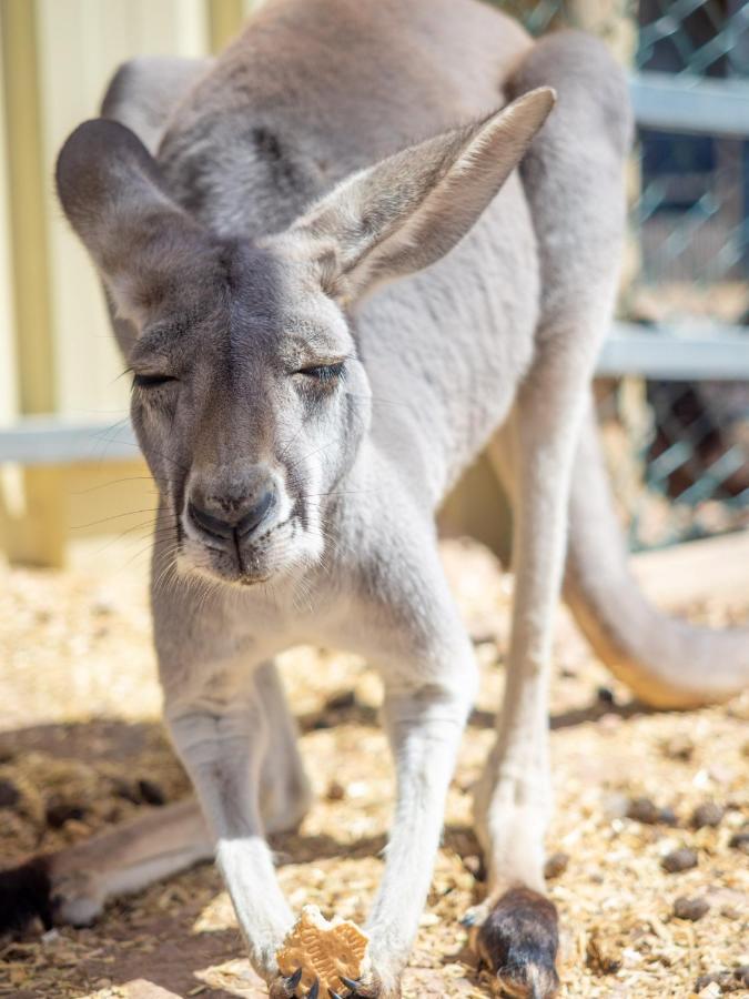 Wallaroo Holiday Park Luaran gambar
